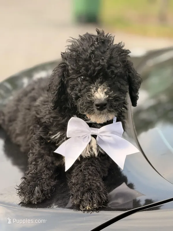 Luna – Miniature Goldendoodle puppy for sale in Orlando, FL