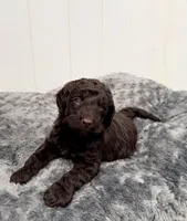 Akiles, a male Goldendoodle for sale in Orlando, FL – 1 of 2