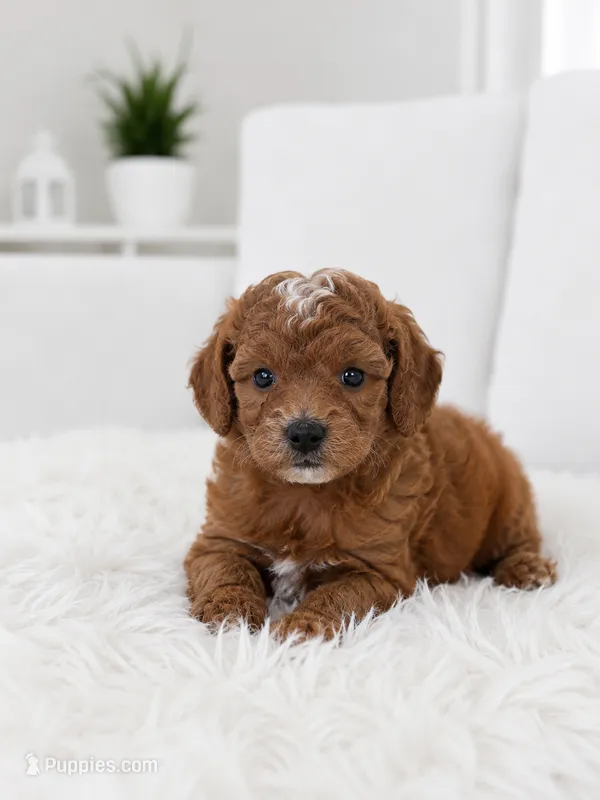 Teddy – Miniature Goldendoodle puppy for sale in Orlando, FL
