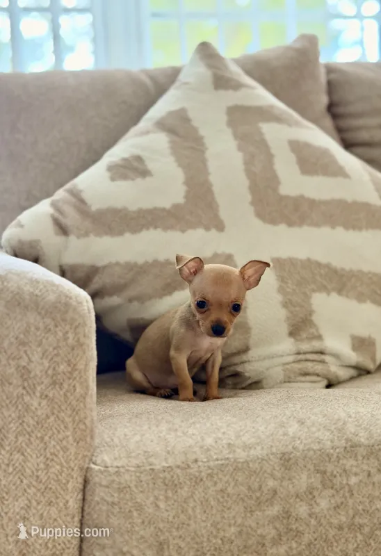 Coco – Chihuahua puppy for sale in Orlando, FL