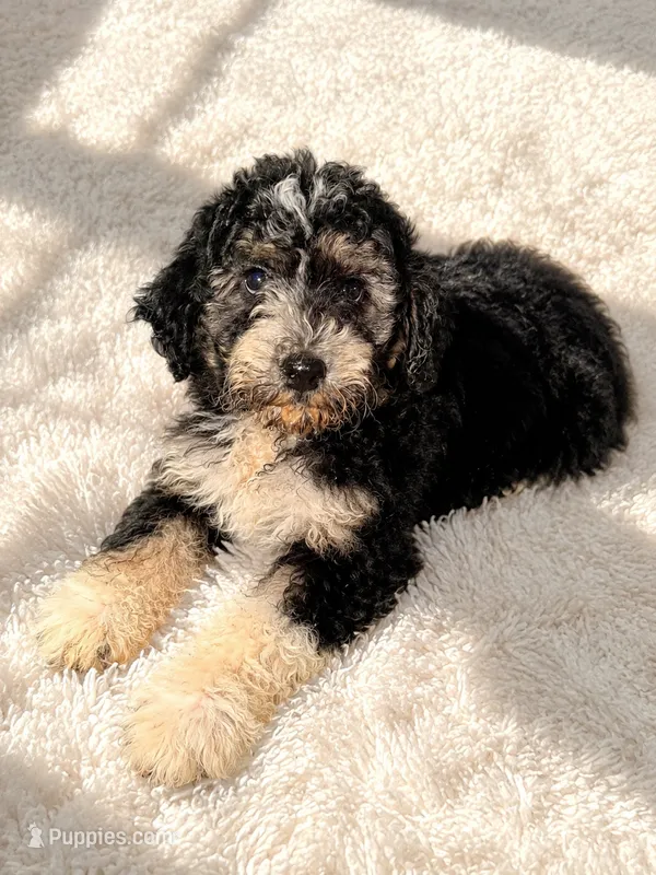 Annie  – Miniature Goldendoodle puppy for sale in Orlando, FL