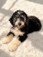 Annie , a female Miniature Goldendoodle for sale in Orlando, FL – 1 of 1