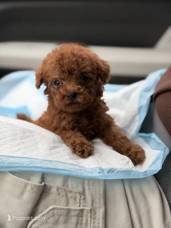 Teddy  – Poodle - Toy  puppy for sale in Orlando, FL