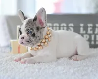 Lina, a female French Bulldog for sale in Orlando, FL – 1 of 1