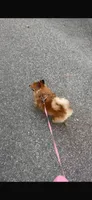 Lolita, a female Pomeranian for sale in Orlando, FL – 5 of 6