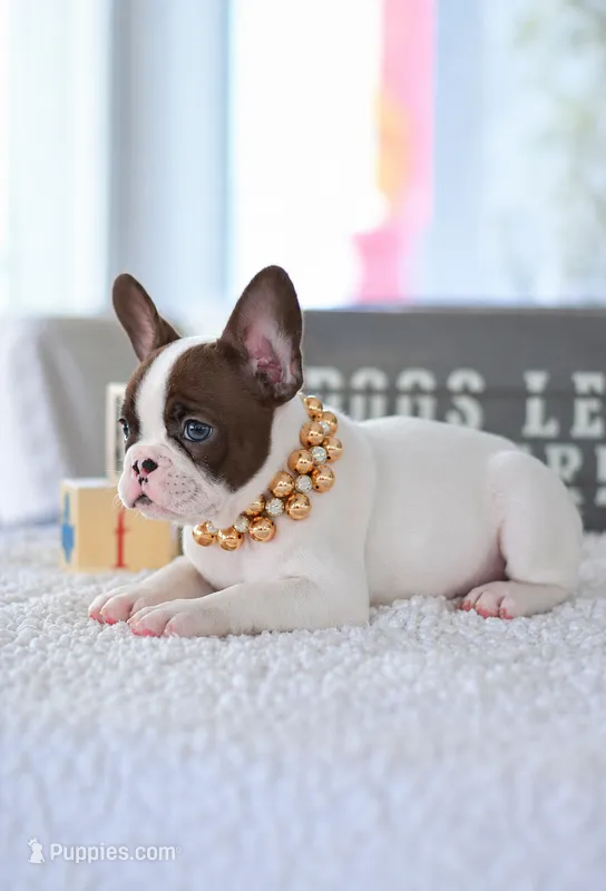 Lola – French Bulldog puppy for sale in Orlando, FL