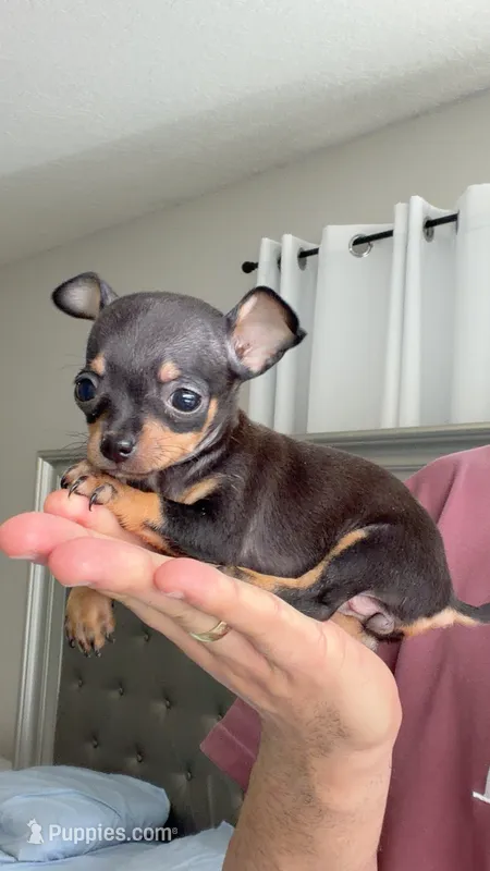 Charie Apple Head 🍎  – Chihuahua puppy for sale in Orlando, FL