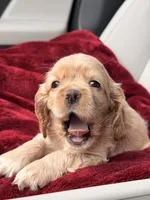 Tini, a female Cocker Spaniel for sale in Orlando, FL – 4 of 5