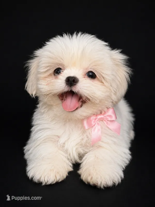 Nani – Shih Tzu puppy for sale in Orlando, FL