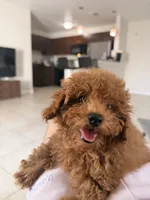 Lila, a female Poodle - Toy  for sale in Orlando, FL – 3 of 3
