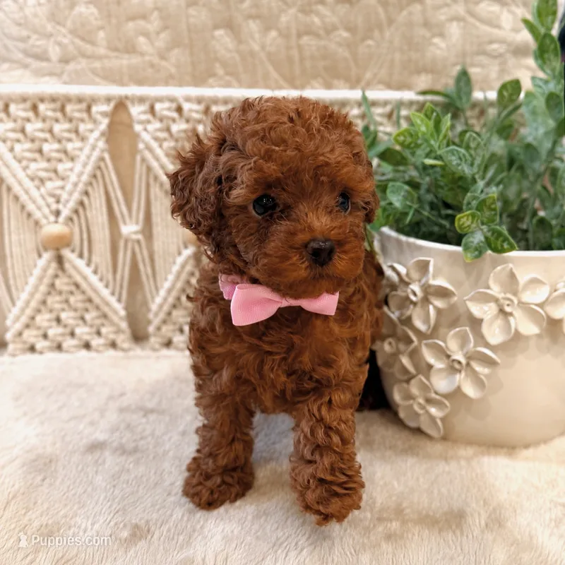 Lily – Poodle - Toy  puppy for sale in Orlando, FL