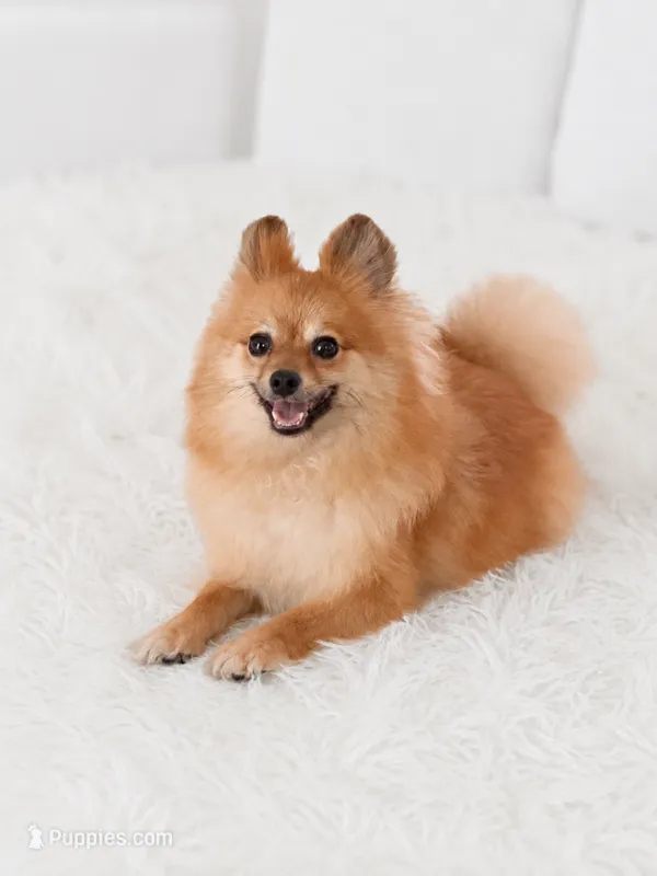 Lolita – Pomeranian puppy for sale in Orlando, FL