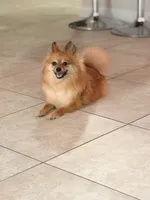 Lolita, a female Pomeranian for sale in Orlando, FL – 6 of 6