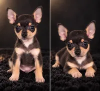 Dina, a female Chihuahua for sale in Beverly Hills, FL – 2 of 2