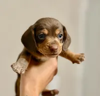 Choco, a male Miniature Dachshund for sale in Beverly Hills, CA – 2 of 2