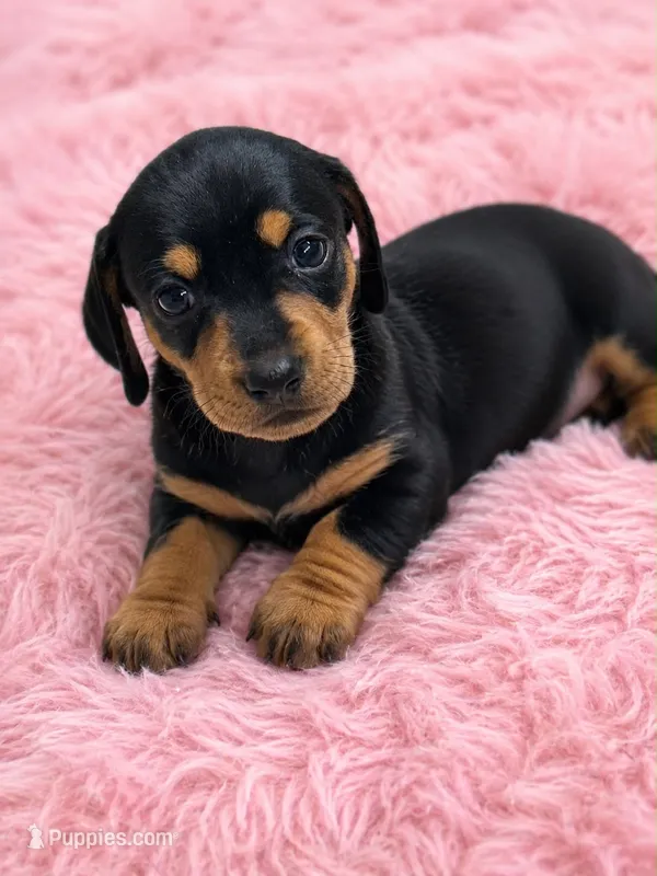 Lola – Dachshund puppy for sale in Orlando, FL