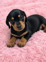 Lola, a female Dachshund for sale in Beverly Hills, FL – 1 of 1