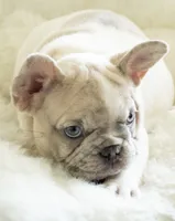 Lulú🩶, a female French Bulldog for sale in Orlando, FL – 3 of 3