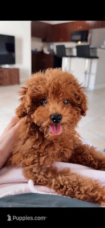 Lila – Poodle - Toy  puppy for sale in Orlando, FL