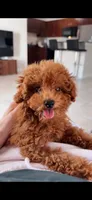 Lila, a female Poodle - Toy  for sale in Orlando, FL – 1 of 3