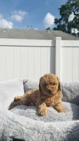 Taly, a female Miniature Goldendoodle for sale in Orlando, FL – Photo 3 of 4