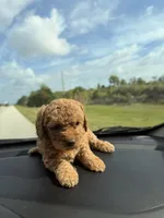Teo, a male Miniature Goldendoodle for sale in Orlando, FL – Photo 3 of 3