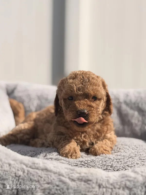Teo – Miniature Goldendoodle puppy for sale in Orlando, FL