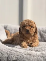 Taly, a female Miniature Goldendoodle for sale in Orlando, FL – Photo 2 of 4