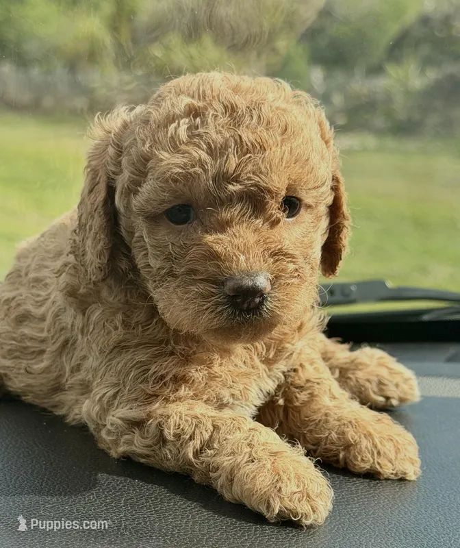 Teo – Miniature Goldendoodle puppy for sale in Orlando, FL