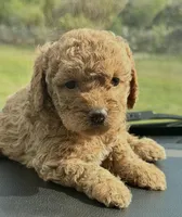 Teo, a male Miniature Goldendoodle for sale in Orlando, FL – Photo 1 of 3