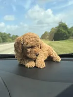 Teo, a male Miniature Goldendoodle for sale in Orlando, FL – Photo 2 of 3