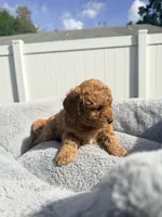 Taly, a female Miniature Goldendoodle for sale in Orlando, FL – Photo 4 of 4
