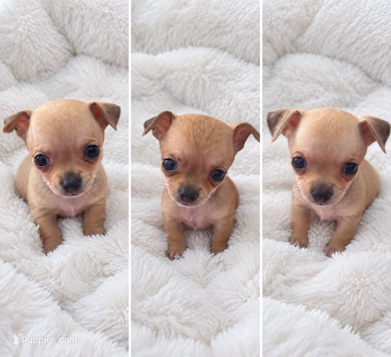 Coco – Chihuahua puppy for sale in Orlando, FL