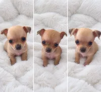 Coco, a male Chihuahua for sale in Orlando, FL – 1 of 1