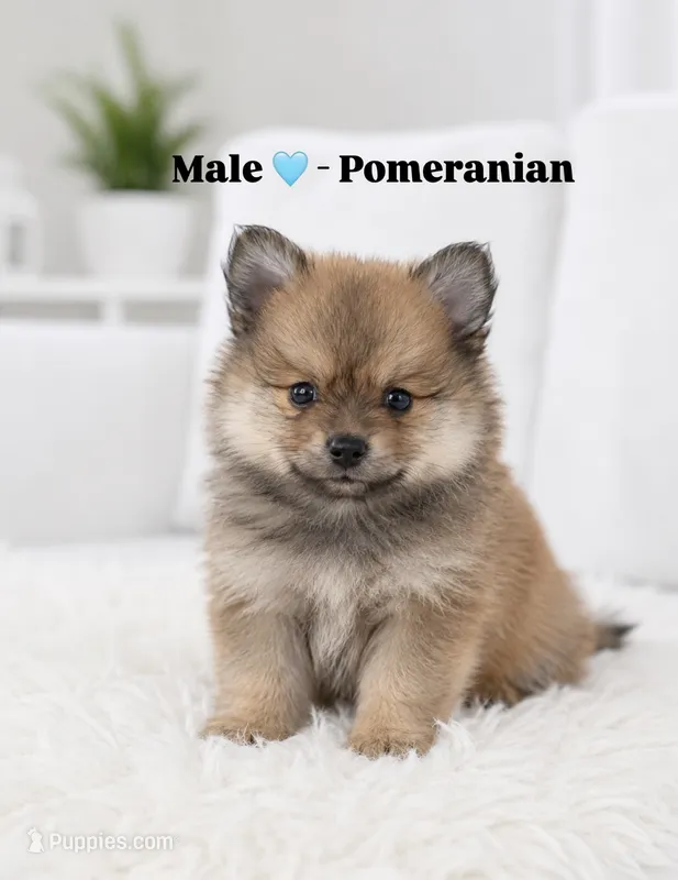 Dilan – Pomeranian puppy for sale in Orlando, FL