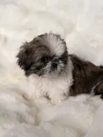 León, a male Shih Tzu for sale in Orlando, FL – 4 of 6