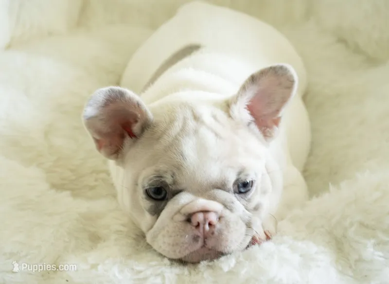 Honey 🤍 – French Bulldog puppy for sale in Orlando, FL