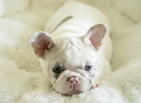 Honey 🤍, a female French Bulldog for sale in Orlando, FL – 1 of 3