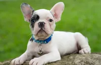 Akiles🤍, a male French Bulldog for sale in Spring Hill, FL – 6 of 6