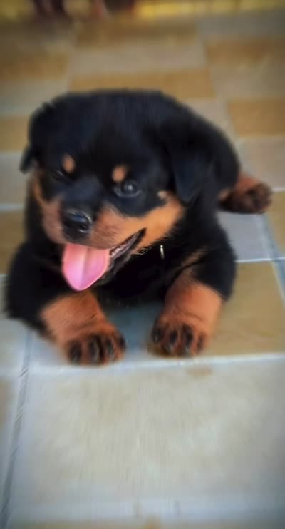 Seus, a male Rottweiler for sale in Orlando, FL – 2 of 2