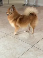 Lolita, a female Pomeranian for sale in Orlando, FL – 2 of 6
