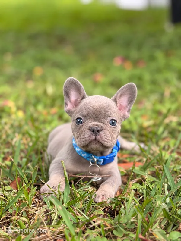 ❤️‍🔥zeus  – French Bulldog puppy for sale in Spring Hill, FL