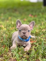 ❤️‍🔥zeus , a male French Bulldog for sale in Spring Hill, FL – 1 of 1