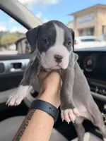 🩵Luca blue fawn gator bully, a male American Bully for sale in Beverly Hills, FL – 3 of 5