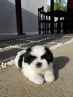 Lucas, a male Shih Tzu for sale in Orlando, FL – 1 of 1