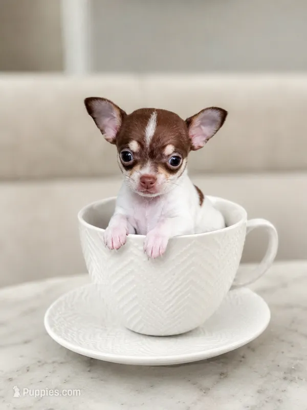 Apple Head 🍎 Derek  – Chihuahua puppy for sale in Orlando, FL