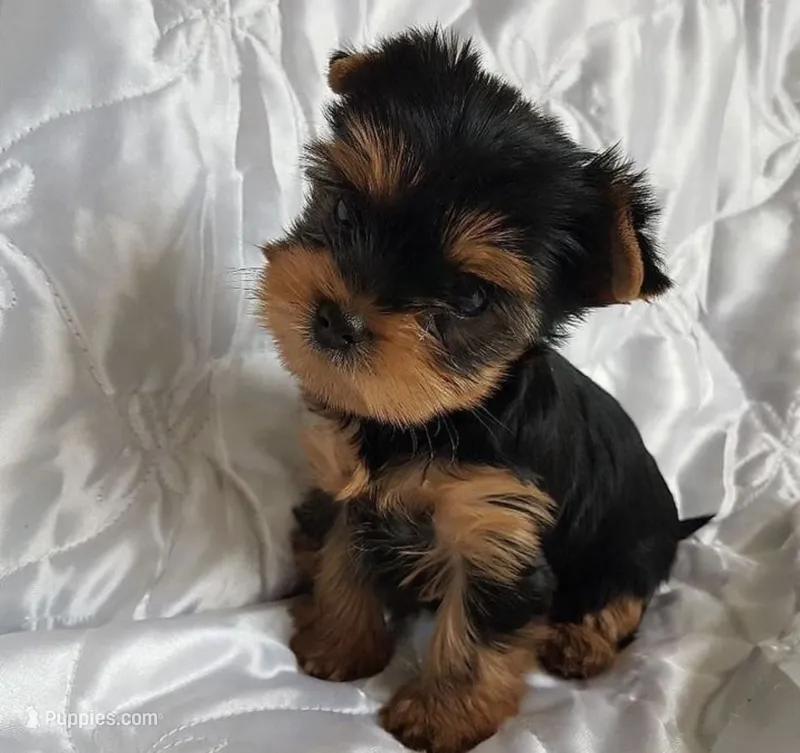 Ducke – Yorkshire Terrier puppy for sale in Beverly Hills, FL