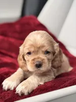 Tini, a female Cocker Spaniel for sale in Orlando, FL – 2 of 5