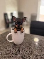 Chloe apple head🍎 , a female Chihuahua for sale in Orlando, FL – 1 of 1
