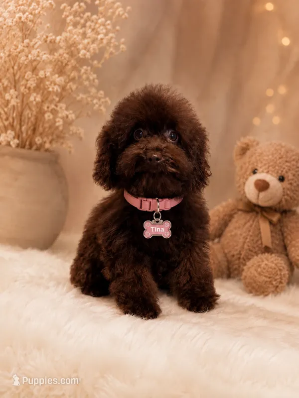 Tina🤎 – Poodle - Toy  puppy for sale in Orlando, FL